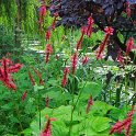 Polygonum amplexicaule